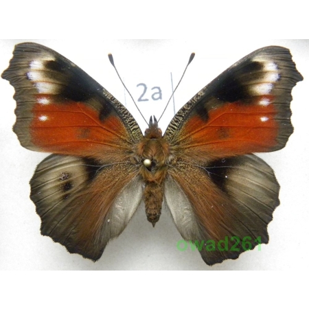 Aglais io (Linnaeus, 1758) form Rusałka pawik ex. ovo Poland28f